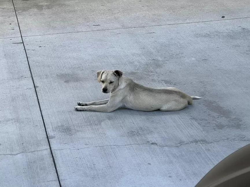 Loyale hond staarde 10 dagen lang naar de ingang van het ziekenhuis in de hoop dat haar overleden baasje terugkeert 2