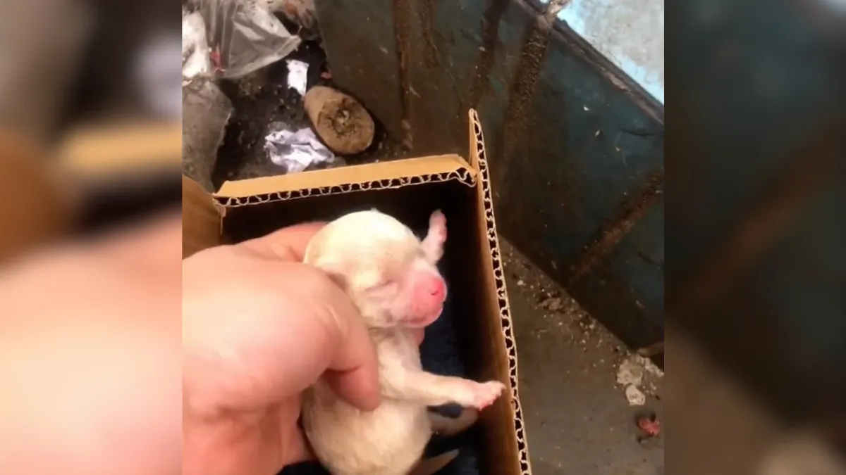 Man can't believe his eyes when he discovers what's crying next to garbage 1