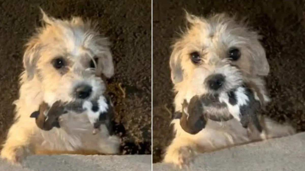 Mother dog holds her pups in her mouth and begs strangers for help 1