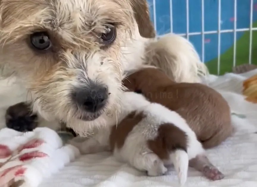 Mother dog holds her pups in her mouth and begs strangers for help 7