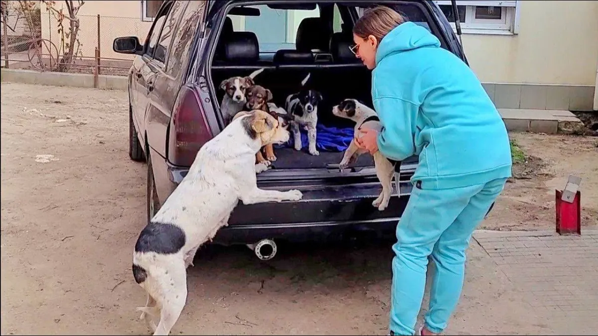 Mother dog reunited with her stolen puppies and she cries with joy 1