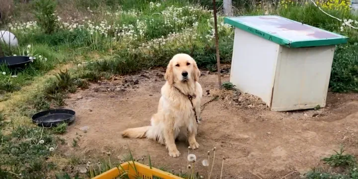 Neglected dog tied to chain never experienced love until someone rescued her 1