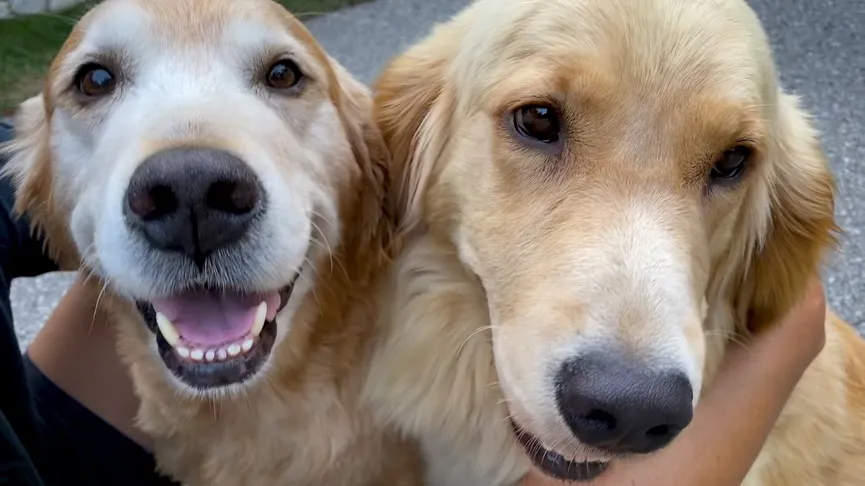 Neglected dog tied to chain never experienced love until someone rescued her 6