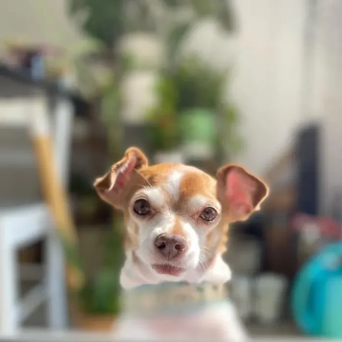 Oude Chihuahua zou worden ingeslapen maar hij dacht er zelf toch anders over 2