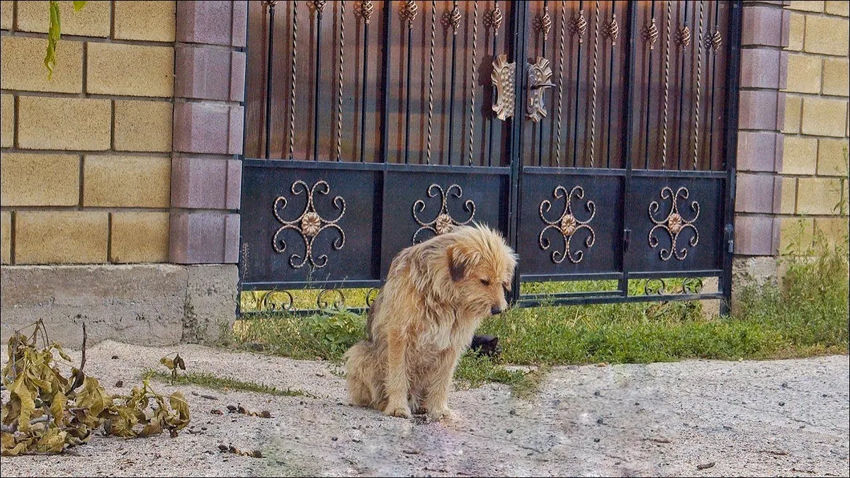 Owner sells his house and leaves dog behind