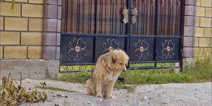 Owner sells his house and leaves dog behind