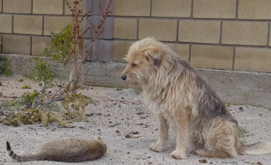 Owner sells his house and leaves dog behind 3