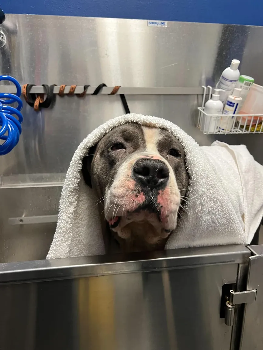 Pit Bull Tied To Bench Hoping His Family Will Come Get Him Soon 4