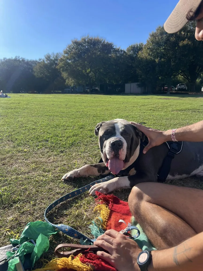 Pit Bull Tied To Bench Hoping His Family Will Come Get Him Soon 7