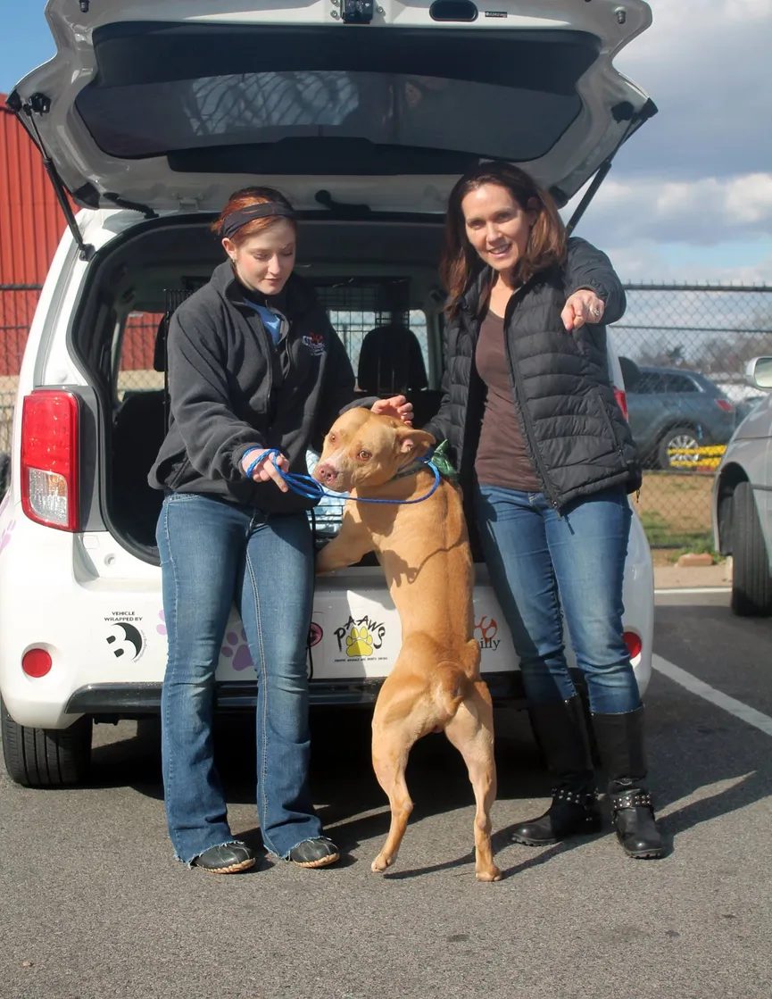 Pitbull Is Devastated After Being Returned To The Shelter Again 3