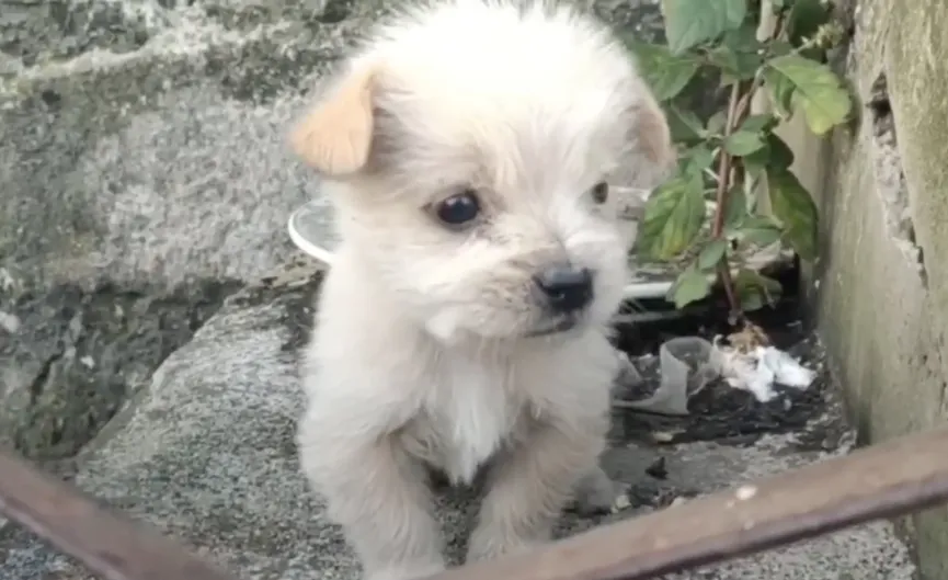 Poor Puppy Abandoned In The Cold Meets Man And Kisses His Hand 2