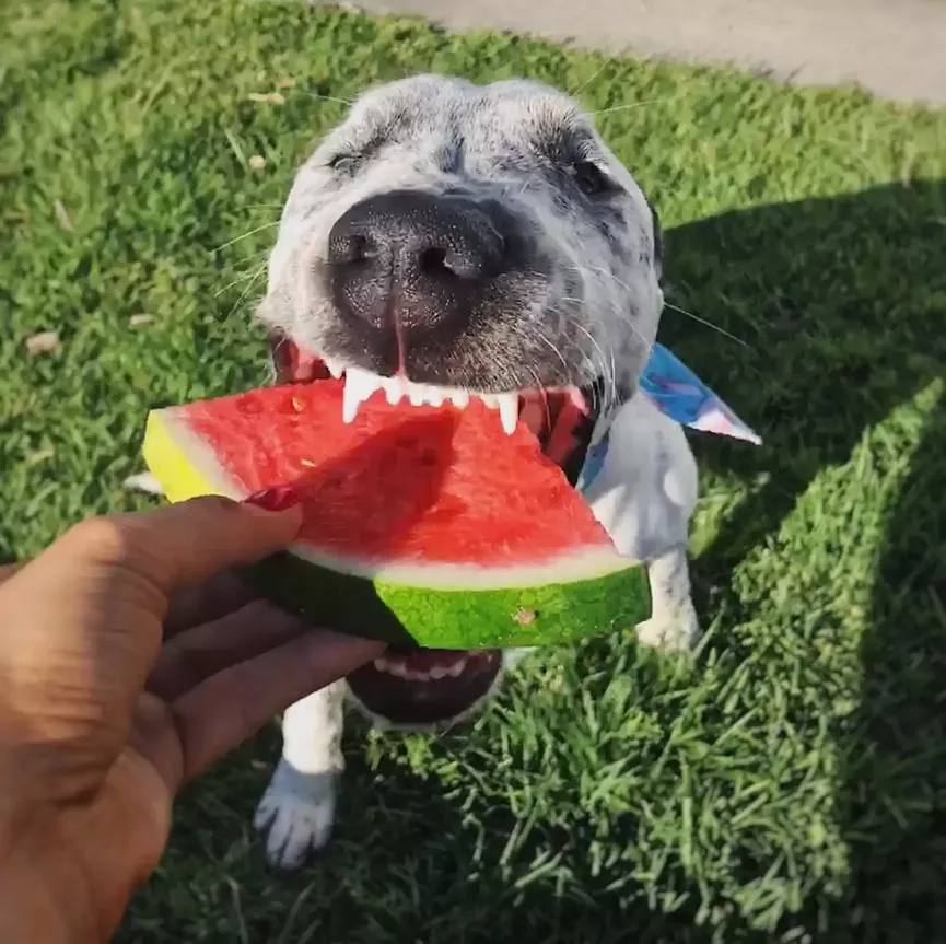 Pup twice returned to shelter hopes new mom finally wants to keep her 7