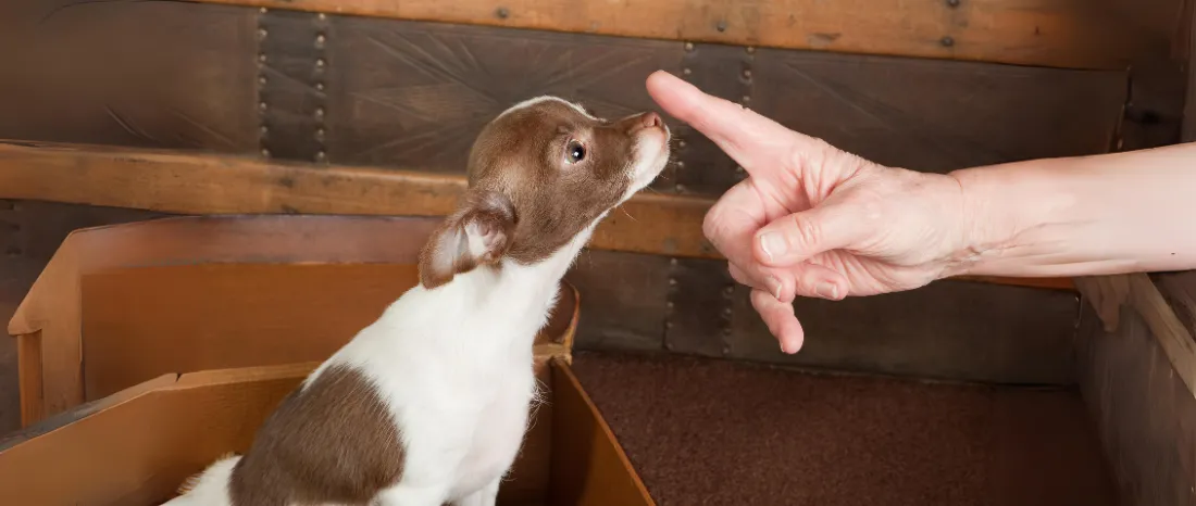 Puppies Learn