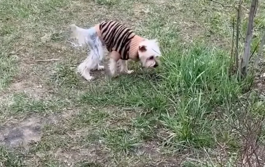 Puppy stumbles to stranger's car and asks for help with tears in his eyes 5