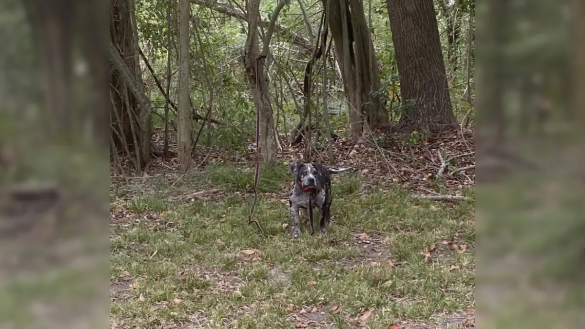 Rescuers deeply saddened as they find sweet dog tied up next to cemetery 1