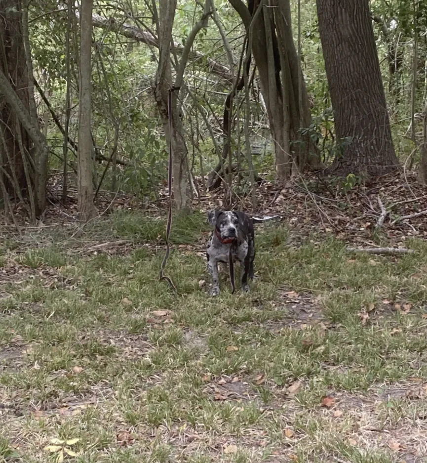 Rescuers deeply saddened as they find sweet dog tied up next to cemetery 2