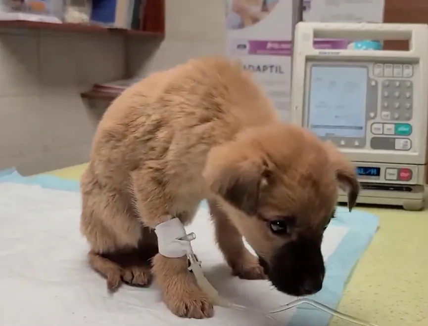 Rottweiler adopts stray puppy and makes his life happy 3