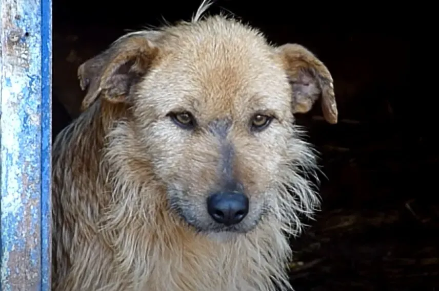 Sad and hopeless dog smiles again after being rescued 2