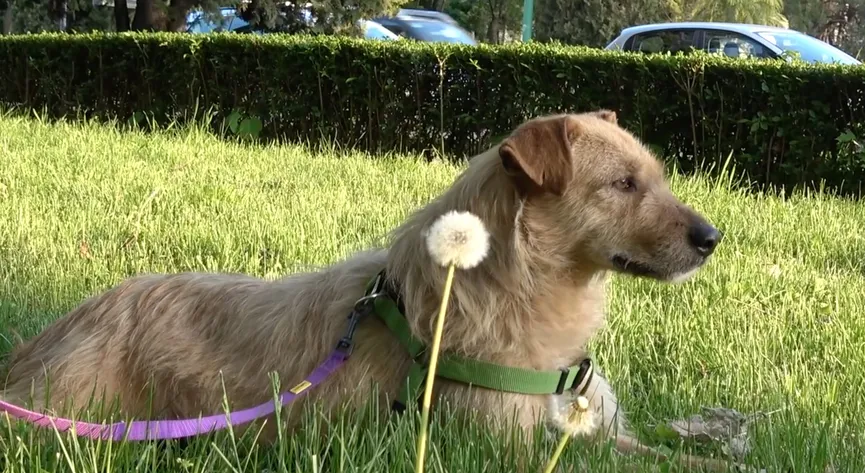 Sad and hopeless dog smiles again after being rescued 6