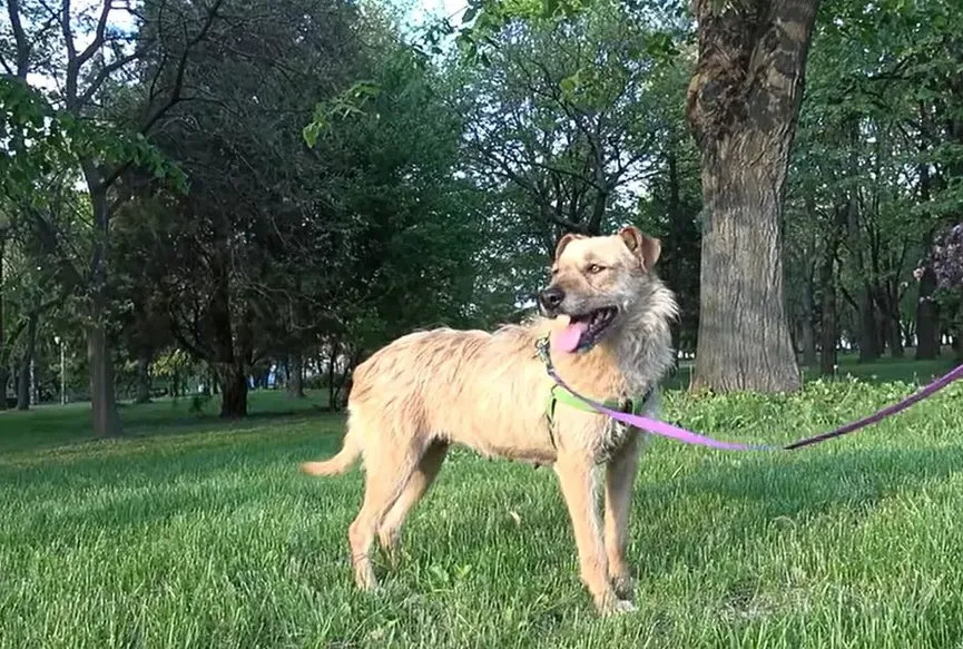 Sad and hopeless dog smiles again after being rescued 5