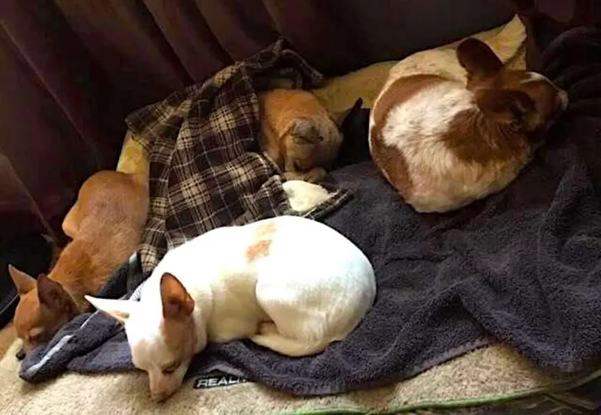 Senior Chihuahua verliest zijn baasje, maar blijft trouw aan hun ritueel 6