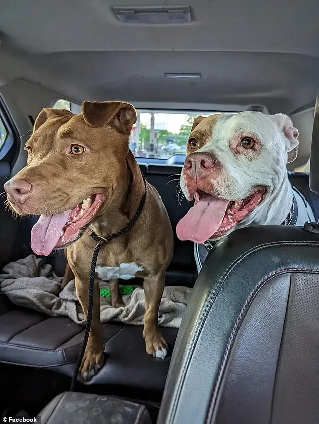 Shelter Dog Jumps Over Kennel To Be With Her Best Friend 2