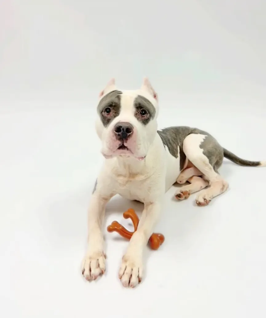 Shelter Dog Waits By The Door, Hoping Someone Will Rescue Him Before It's Too Late 4