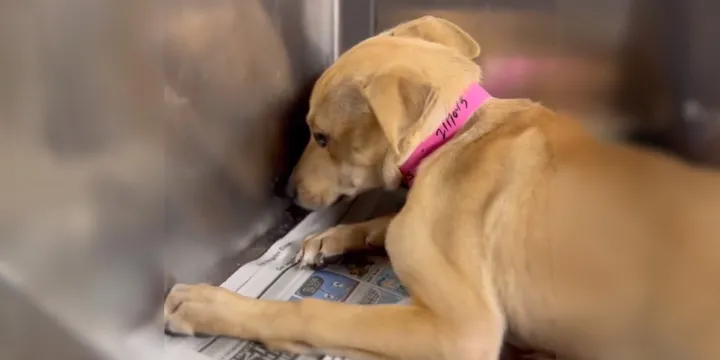 Staff shelter was devastated to see terrified puppy trembling in corner of kennel 1