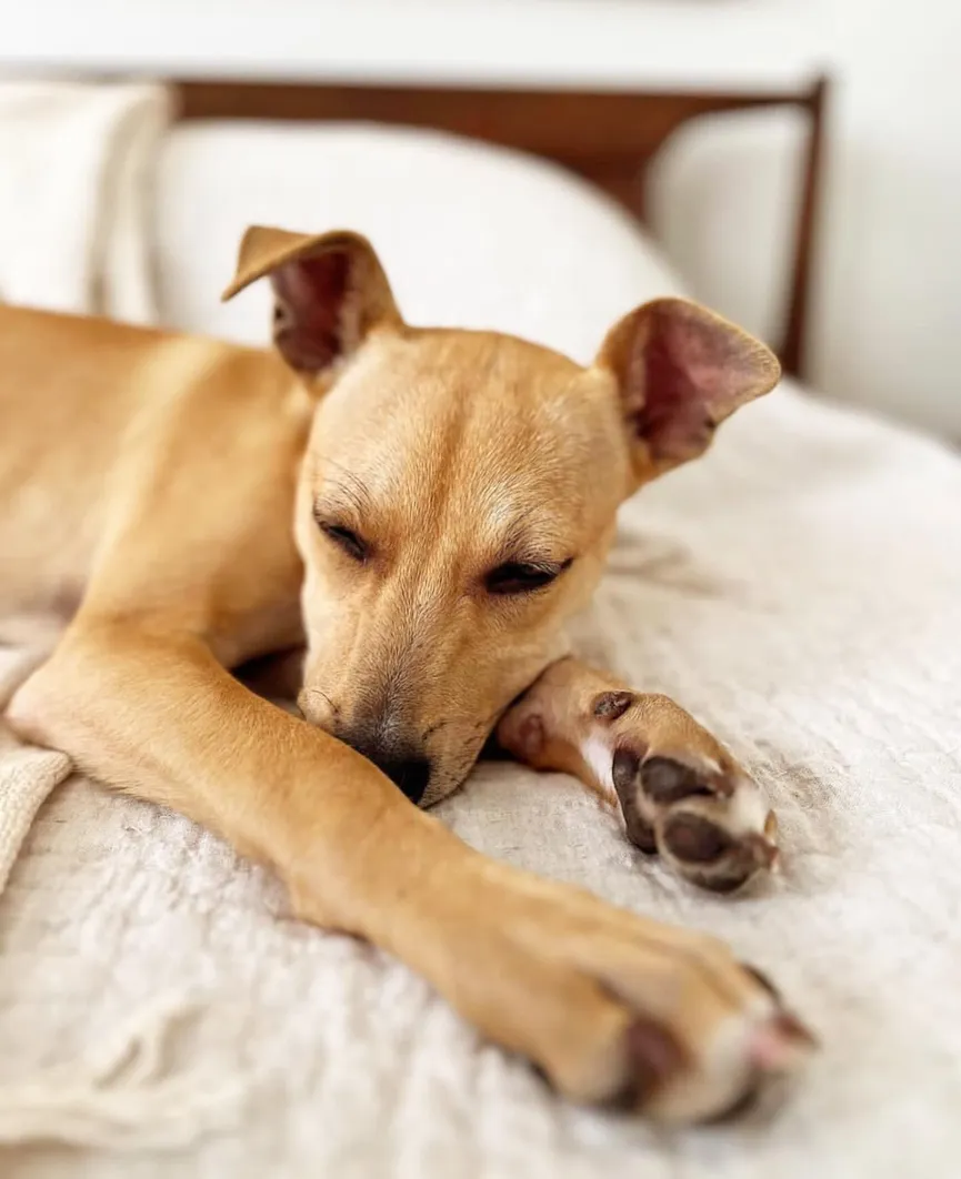 Staff shelter was devastated to see terrified puppy trembling in corner of kennel 3