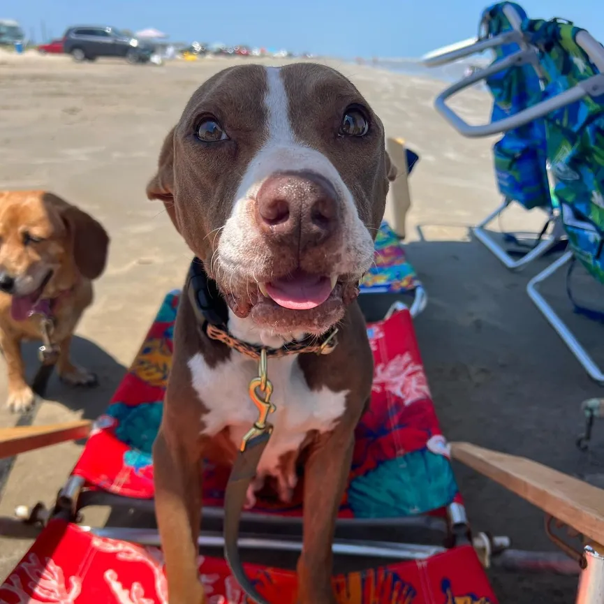 Starving Dog Ate All She Could To Stay Alive After Being Abandoned 8