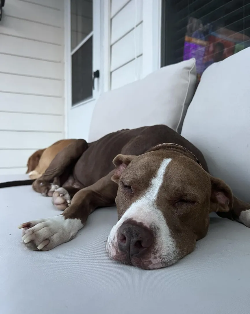 Starving Dog Ate All She Could To Stay Alive After Being Abandoned 7