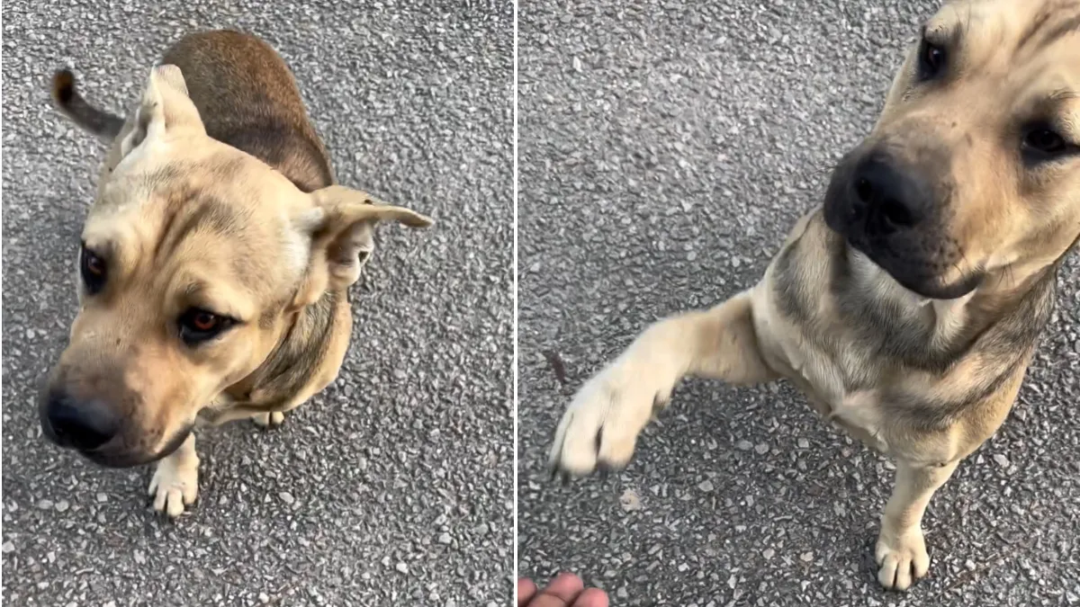 Stray dog waits outside an animal shelter and sticks his paw out for help 1