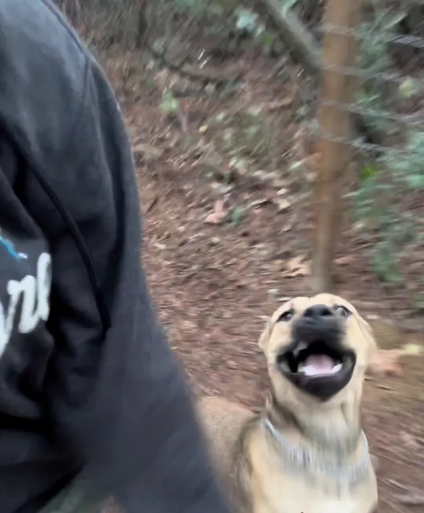 Stray dog waits outside an animal shelter and sticks his paw out for help 6