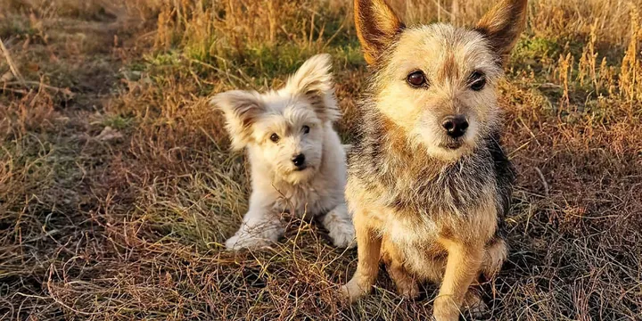 Stray puppy overwhelmed by emotions upon reuniting with lost mother 1