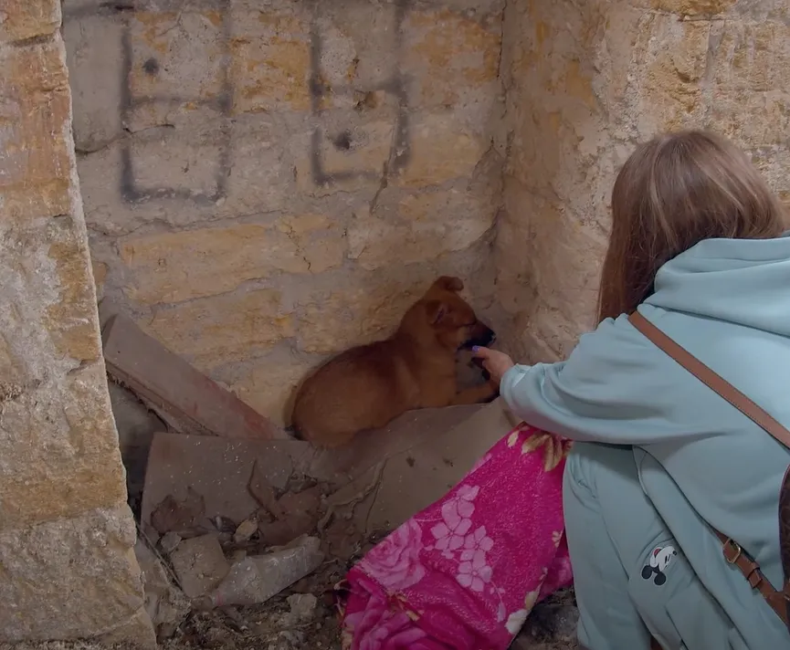 Terrified puppy didn't dare look people in the eye is now a confident and happy dog 5