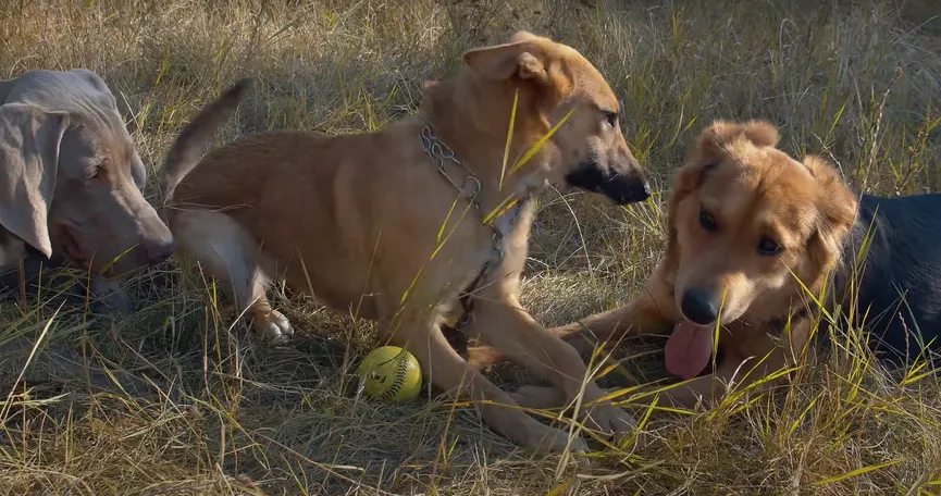 Terrified puppy didn't dare look people in the eye is now a confident and happy dog 9