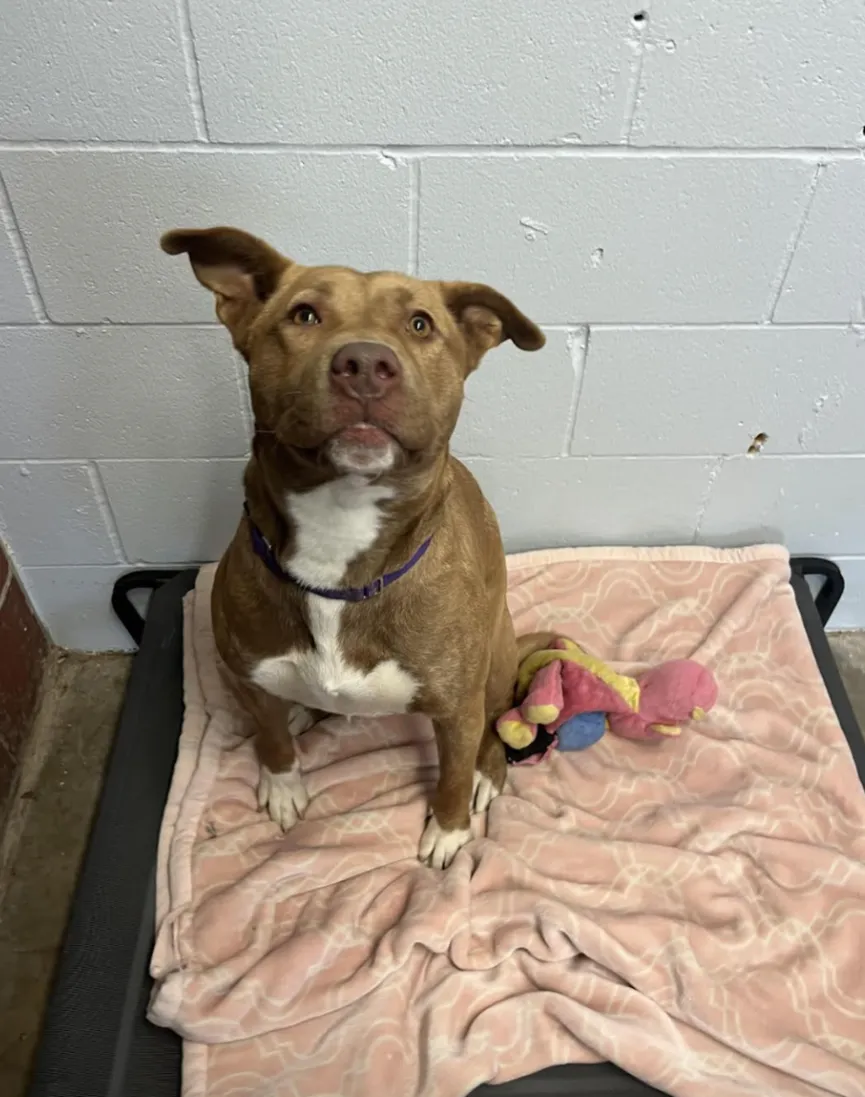 The only dog in the shelter that was not adopted plays with her 'imaginary friends' 2