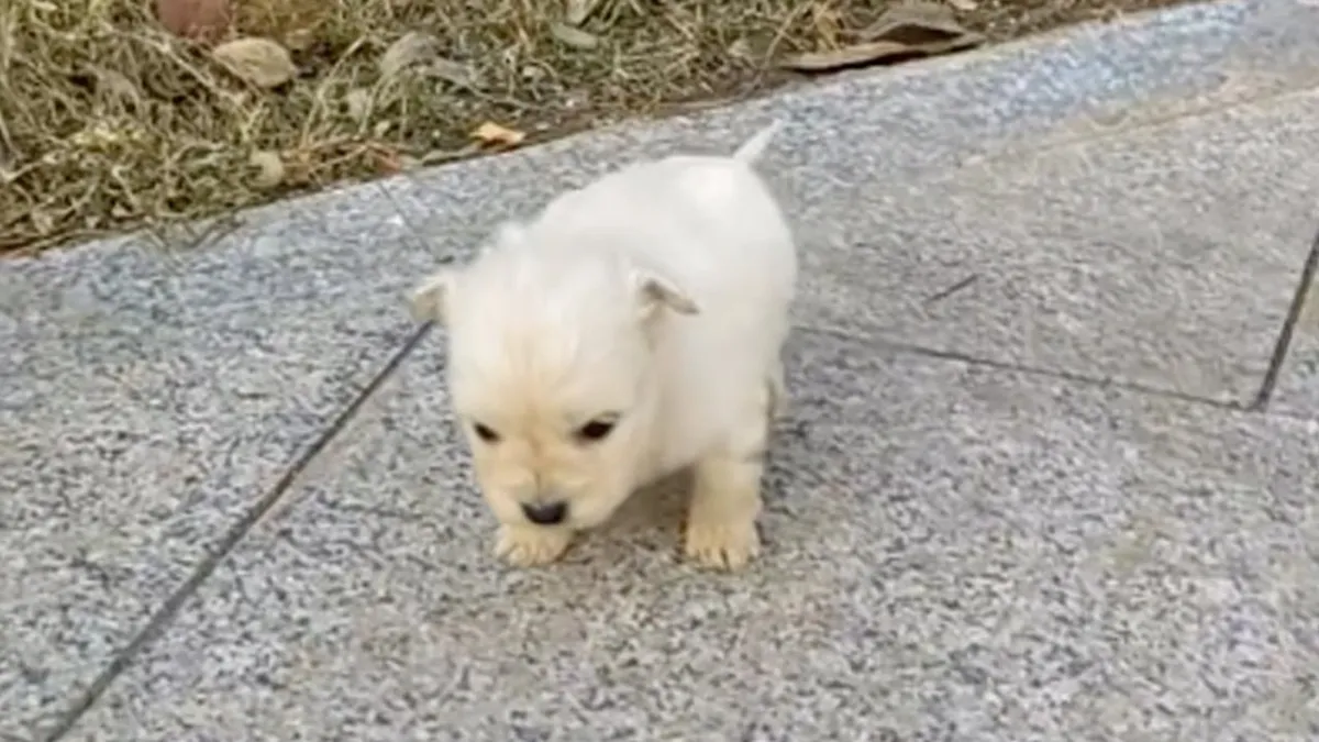 Three-week-old Puppy Shivering With Cold Crawls On Sidewalk And Asks For Help 1