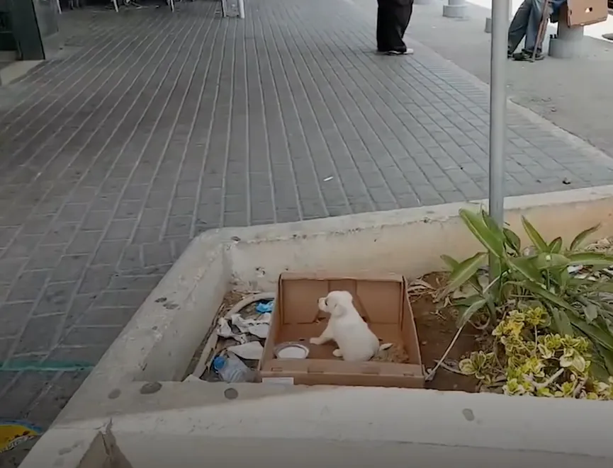 Tiny crying puppy left at supermarket overjoyed after someone helps her 2