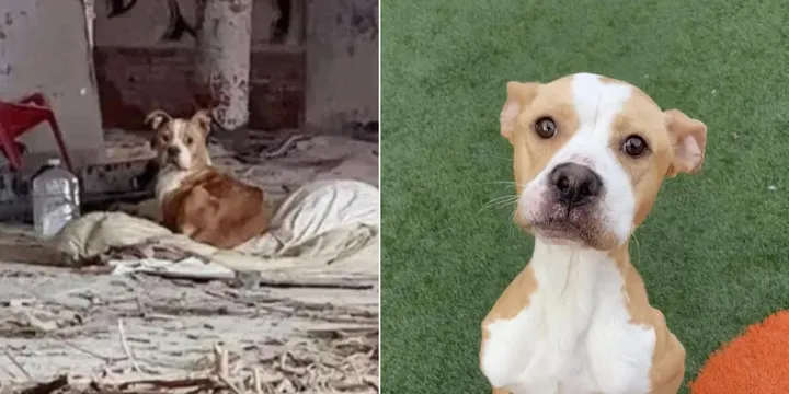 Twee dappere redders vinden een hond opgekruld in een vieze deken en redden haar van de straat 1b