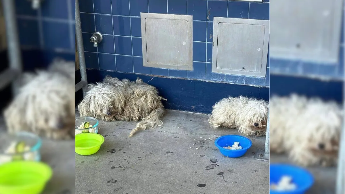 Two Poor Puppies Sneak Into A School And Hope To Finally Find A Home Of Their Own 1