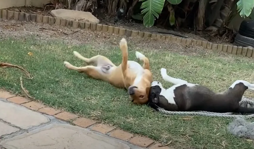 Uitgehongerde puppy geeft laatste stukje brood aan zijn redders 9