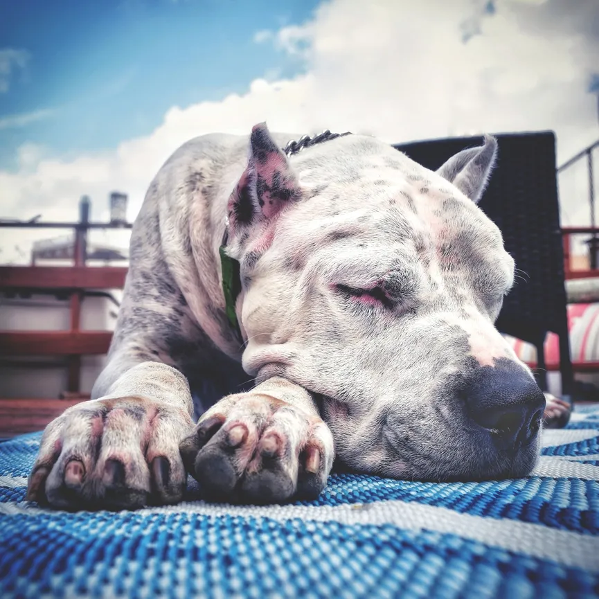 Verdrietige hond die naast overleden baasje werd gevonden, klikt meteen met zijn nieuwe moeder 2