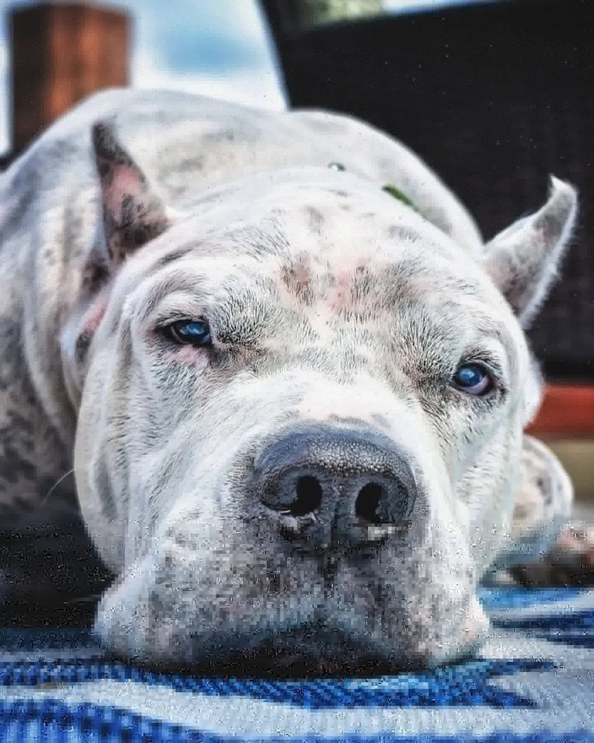 Verdrietige hond die naast overleden baasje werd gevonden, klikt meteen met zijn nieuwe moeder 3