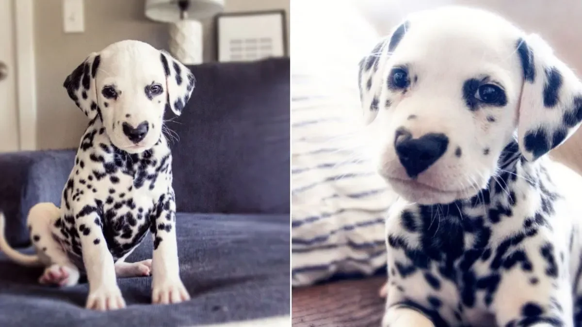 Wiley de Dalmatiër Draagt Zijn Hart op Zijn Neus 1