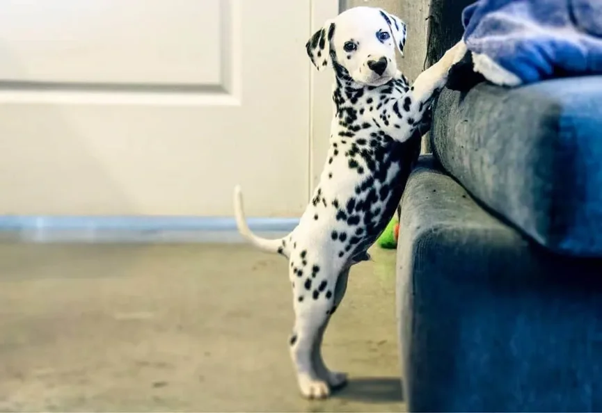 Wiley de Dalmatiër Draagt Zijn Hart op Zijn Neus 4