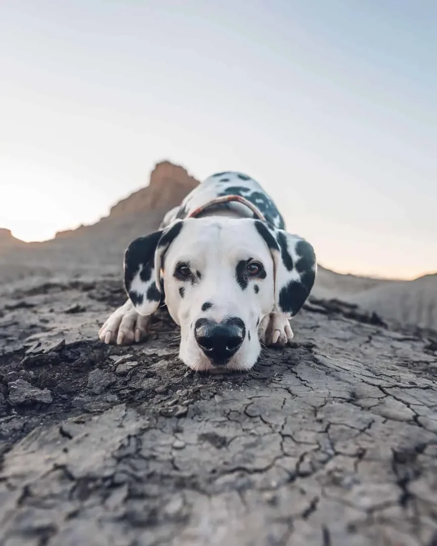 Wiley de Dalmatiër Draagt Zijn Hart op Zijn Neus 5