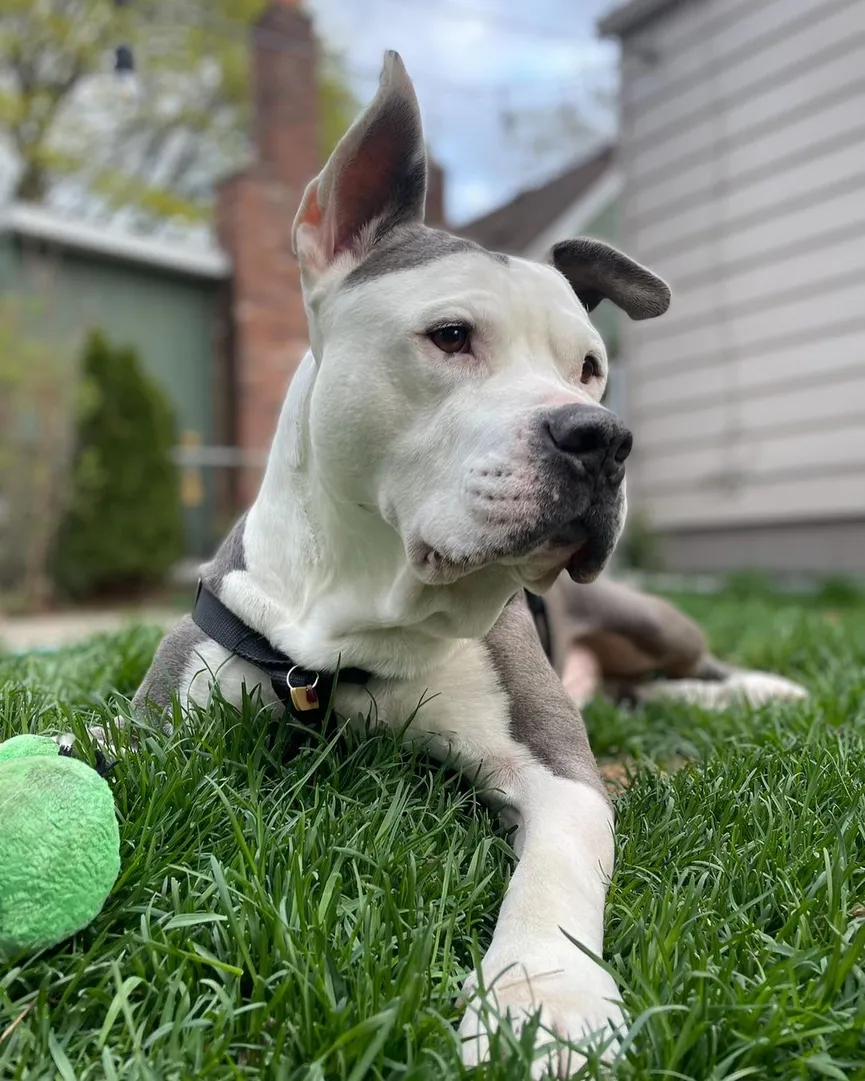 Woman rushes to shelter to save dog from being euthanized 7