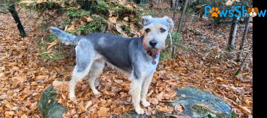 Zie hoe een vuilnis pup verandert in een echt prinsesje 5