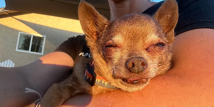 Zieke asielhond ervaart eindelijk liefde voordat hij sterft 5